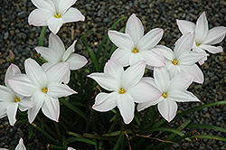 Big Dude Rain Lily (Zephyranthes 'Big Dude') at Stonegate Gardens