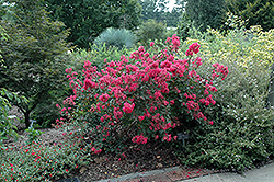 Red Filli Crapemyrtle (Lagerstroemia indica 'Red Filli') at A Very Successful Garden Center