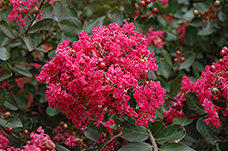 Red Filli Crapemyrtle (Lagerstroemia indica 'Red Filli') at Stonegate Gardens