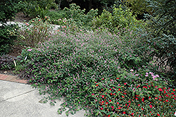 Rose Carpet False Indigo (Indigofera pseudotinctoria 'Rose Carpet') at A Very Successful Garden Center