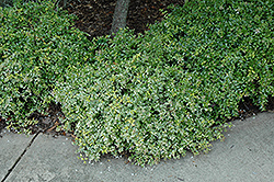 Hopley's Abelia (Abelia x grandiflora 'Hopley's') at Lakeshore Garden Centres