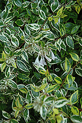 Hopley's Abelia (Abelia x grandiflora 'Hopley's') at Stonegate Gardens