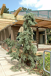 Raywood's Weeping Arizona Cypress (Cupressus arizonica 'Raywood's Weeping') at A Very Successful Garden Center