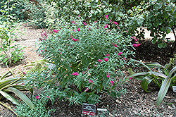 Miss Ruby Butterfly Bush (Buddleia davidii 'Miss Ruby') at A Very Successful Garden Center