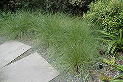 Hairawn Muhly (Muhlenbergia capillaris) at A Very Successful Garden Center
