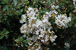 Snow Dazzle Crapemyrtle (Lagerstroemia indica 'Gamad III') at A Very Successful Garden Center