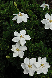 Lynn Lowrey Gardenia (Gardenia jasminoides 'Lynn Lowrey') at Stonegate Gardens