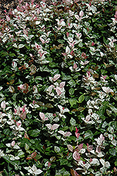 Hatsuyuki Asian Jasmine (Trachelospermum asiaticum 'Hatsuyuki') at Lakeshore Garden Centres