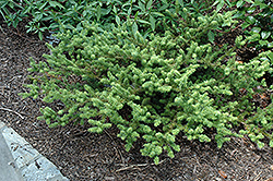 Needle Leaved Totara (Podocarpus acutifolius) at A Very Successful Garden Center