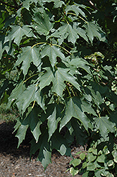 Highland Park Bigtooth Maple (Acer grandidentatum 'Hipazam') at Lakeshore Garden Centres