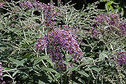 Summer Frost Butterfly Bush (Buddleia 'Summer Frost') at Stonegate Gardens