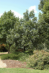 Centerpoint Green Ash (Fraxinus pennsylvanica 'Centerpoint') at A Very Successful Garden Center