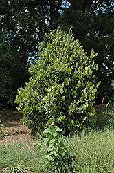Camphor Tree (Cinnamomum jensenianum) at A Very Successful Garden Center
