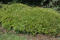Dwarf Umbrella Plant (Cyperus albostriatus 'Nanus') at A Very Successful Garden Center