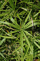 Dwarf Umbrella Plant (Cyperus albostriatus 'Nanus') at Stonegate Gardens