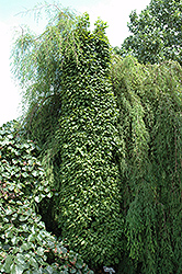 Columnaris Nana Hornbeam (Carpinus betulus 'Columnaris Nana') at Lakeshore Garden Centres