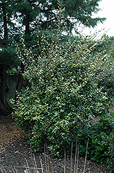 Coastal Gold Silverberry (Elaeagnus x ebbingei 'Coastal Gold') at Stonegate Gardens