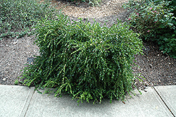 Unraveled Boxwood (Buxus sempervirens 'Unraveled') at A Very Successful Garden Center