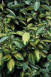 Limelight Silverberry (Elaeagnus x ebbingei 'Limelight') at Lakeshore Garden Centres