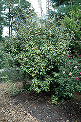 Limelight Silverberry (Elaeagnus x ebbingei 'Limelight') at Lakeshore Garden Centres