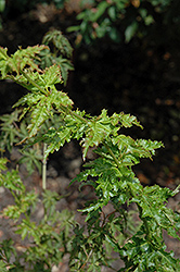 Krazy Krinkle Japanese Maple (Acer palmatum 'Krazy Krinkle') at A Very Successful Garden Center