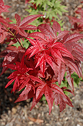 Beni Hoshi Japanese Maple (Acer palmatum 'Beni Hoshi') at Stonegate Gardens