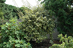 Gold Splash Silverberry (Elaeagnus x ebbingei 'Lannou') at Stonegate Gardens