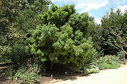 Cody's Feathers Baldcypress (Taxodium distichum 'Cody's Feathers') at A Very Successful Garden Center