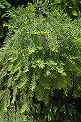 Cody's Feathers Baldcypress (Taxodium distichum 'Cody's Feathers') at Stonegate Gardens