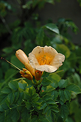 Apricot Trumpetvine (Campsis radicans 'Apricot') at Stonegate Gardens