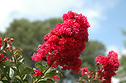 Raspberry Dazzle Crapemyrtle (Lagerstroemia indica 'Gamad II') at A Very Successful Garden Center