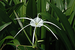 Tropical Giant Spider Lily (Hymenocallis 'Tropical Giant') at A Very Successful Garden Center