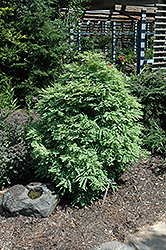 Schirrmann's Nordlicht Dawn Redwood (Metasequoia glyptostroboides 'Schirrmann's Nordlicht') at A Very Successful Garden Center