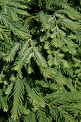 Schirrmann's Nordlicht Dawn Redwood (Metasequoia glyptostroboides 'Schirrmann's Nordlicht') at Lakeshore Garden Centres