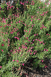 Grace Pink Autumn Sage (Salvia greggii 'Grace Pink') at Stonegate Gardens