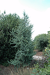 Argentea Fastigiata Atlas Cedar (Cedrus atlantica 'Argentea Fastigiata') at A Very Successful Garden Center