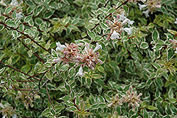 Radiance Abelia (Abelia x grandiflora 'Radiance') at A Very Successful Garden Center
