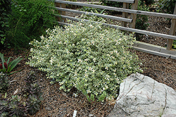 Radiance Abelia (Abelia x grandiflora 'Radiance') at Stonegate Gardens
