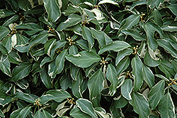 Creme De Menthe Japanese Ivy (Hedera rhombea 'Creme De Menthe') at A Very Successful Garden Center