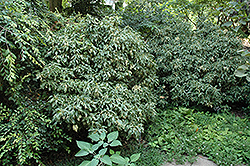 Creme De Menthe Japanese Ivy (Hedera rhombea 'Creme De Menthe') at Lakeshore Garden Centres