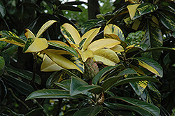 Variegated Southern Magnolia (Magnolia grandiflora 'Variegata') at A Very Successful Garden Center