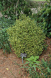 Sunburst Variegated Korean Boxwood (Buxus sinica 'Sunburst') at A Very Successful Garden Center