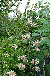 Chinese Abelia (Abelia chinensis) at Stonegate Gardens