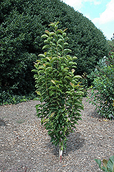 Fastigiate Kobus Magnolia (Magnolia kobus 'Fastigiata') at A Very Successful Garden Center