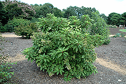Yuki-geshou Hydrangea (Hydrangea paniculata 'Yuki-geshou') at A Very Successful Garden Center