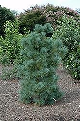 Domingo Limber Pine (Pinus flexilis 'Domingo') at Stonegate Gardens