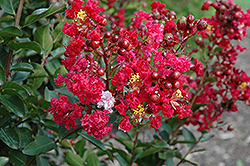 Red Rooster Crapemyrtle (Lagerstroemia indica 'PIILAG III') at A Very Successful Garden Center