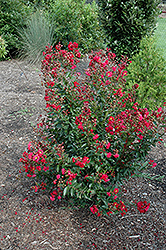 Red Rooster Crapemyrtle (Lagerstroemia indica 'PIILAG III') at Lakeshore Garden Centres