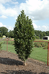 Chimney Fire Oak (Quercus x warei 'Chimney Fire') at A Very Successful Garden Center