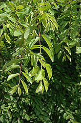 Golden Chinese Elm (Ulmus parvifolia 'Aurea') at A Very Successful Garden Center